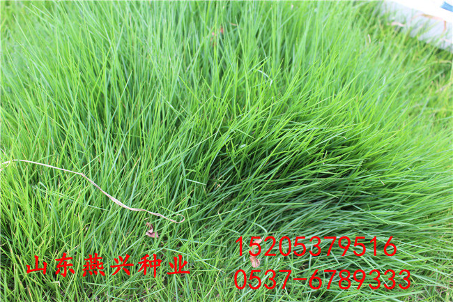 广安市那有绿化护坡草种子卖