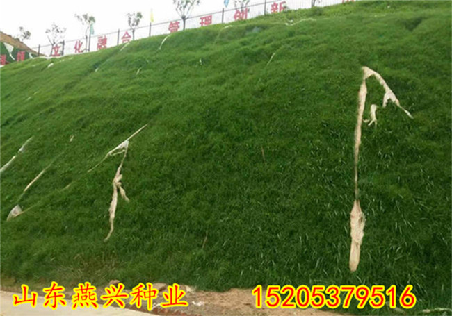边坡草种子那里有价格