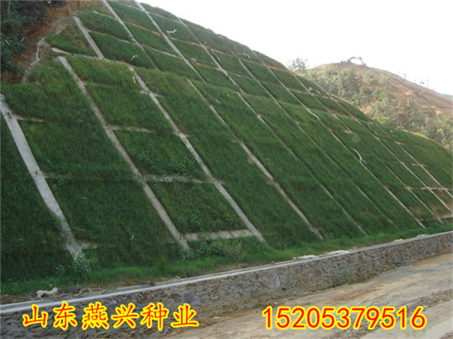 天津津南区草花混播护坡草籽多少钱一斤