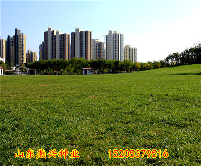 广安市那有绿化护坡草种子卖