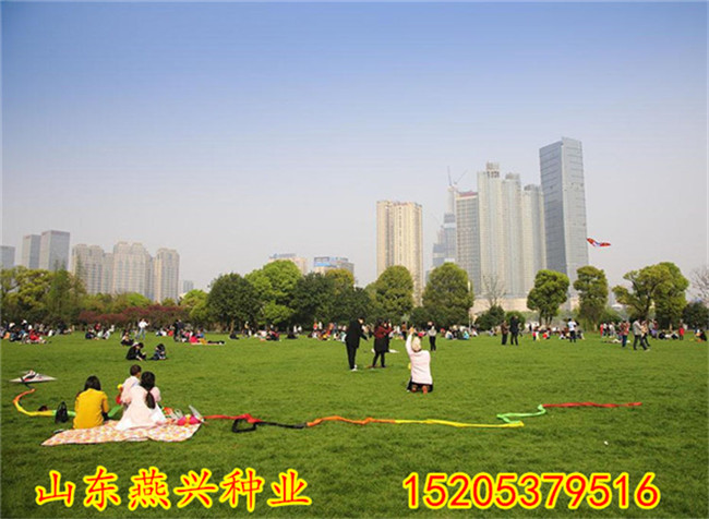 重庆江北区绿化草坪种子种什么草