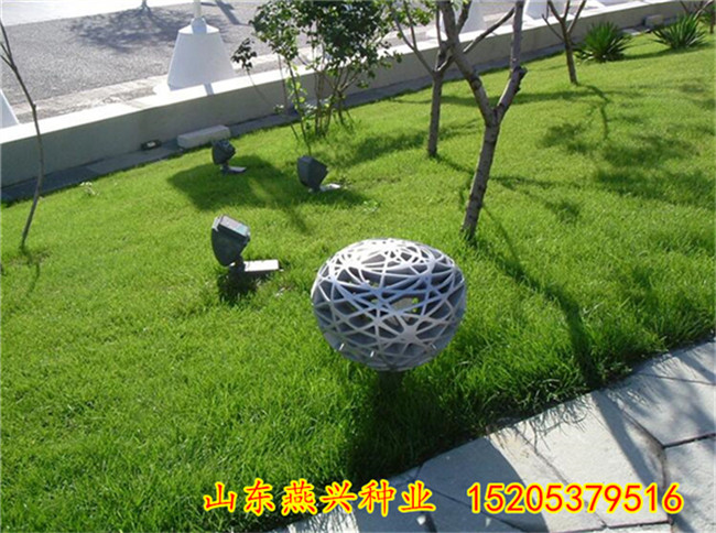 天津津南区草花混播护坡草籽多少钱一斤