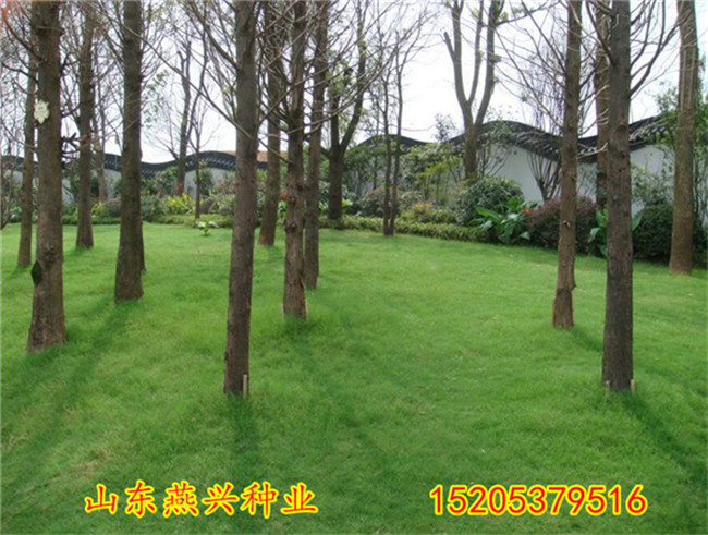 广东阳江市绿化草坪种子怎么种植