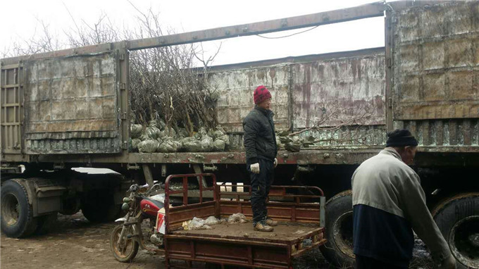 山东冬枣苗基地  山东枣苗基地  枣树苗基地价格  枣树苗供应商