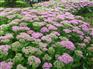 八宝景天价格_八宝景天找馨飞花卉苗木_品