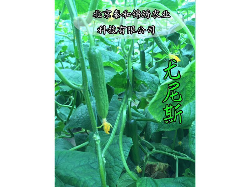 抗病毒黄瓜种子-黄瓜种子要上哪买