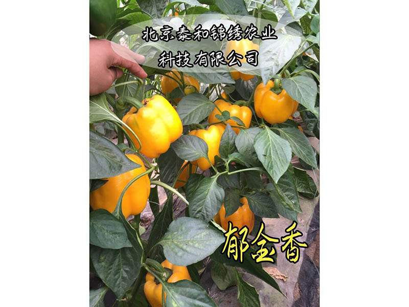 河北彩椒种子-泰和锦绣种业郁金香彩椒种子