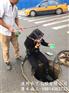 水下管道堵水选择公司