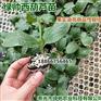 绿帅西葫芦苗寿光蔬菜苗油亮西葫芦苗