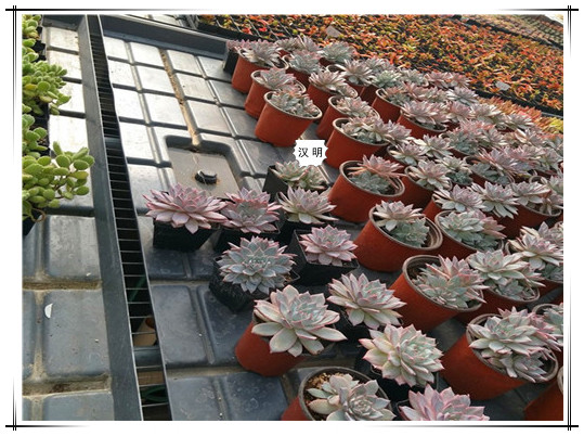 悲痛！凉山火灾牺牲人员名单公布@汉明农业苗床公司  农业苗床厂家