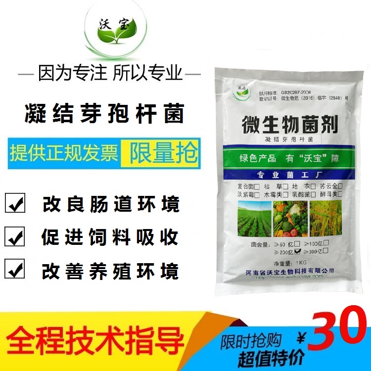 凝结芽孢杆菌降低肠道pH值促进吸收养殖饲料添加菌抑制有害菌生  单一菌