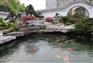 济南锦鲤鱼池建造济南锦鲤鱼池过滤材料锦鲤鱼池颜色