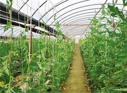 花卉大棚温室板房供应&nbsp;&nbsp;大鹏配件&nbsp;&nbsp;大棚骨架