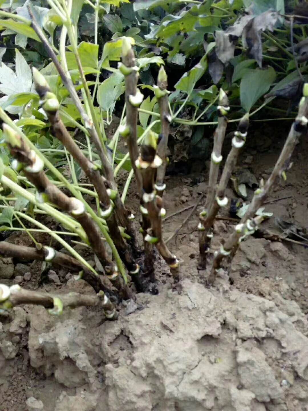 出售芍药苗子&nbsp;&nbsp;观赏芍药&nbsp;&nbsp;芍药价位