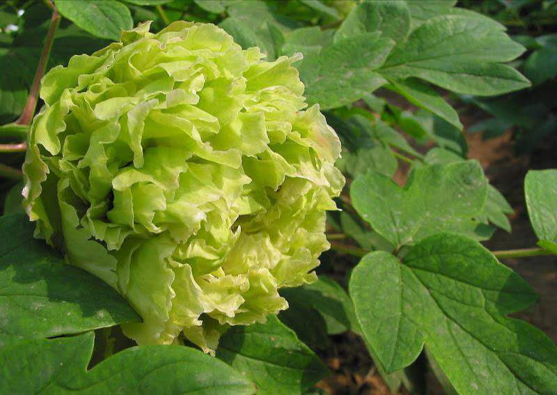 菏泽牡丹花&nbsp;&nbsp;牡丹苗&nbsp;&nbsp;观赏牡丹&nbsp;&nbsp;牡丹价位