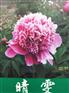 芍药切花价位