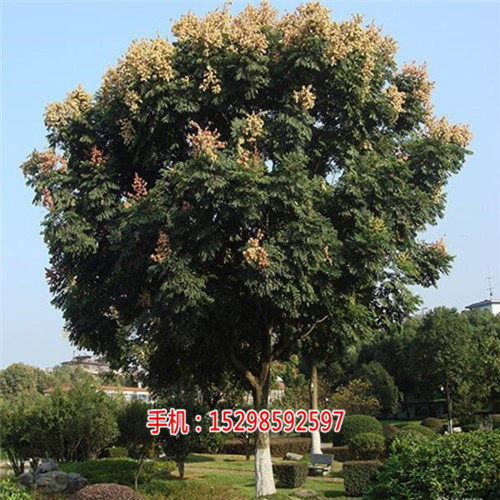 青岛栾树苗批发价格_8公分栾树多少钱一棵  厂家价格