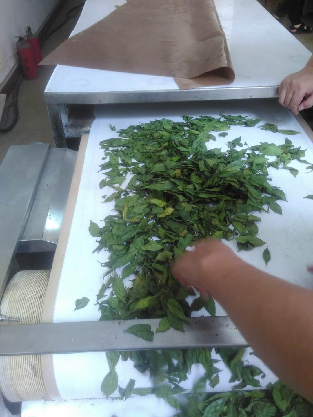 茶叶微波杀青机选广州科威微波能有限公司生产  茶叶杀青机