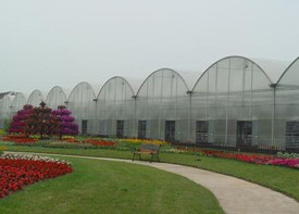 潍坊连栋温室大棚-潍坊连栋温室大棚建造公