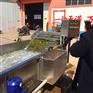 芹菜清洗机 菠菜清洗机 白菜丝清洗流水线