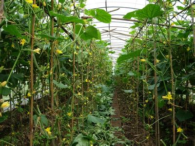 专业搭建蔬菜温室大棚-蔬菜温室大棚认准富