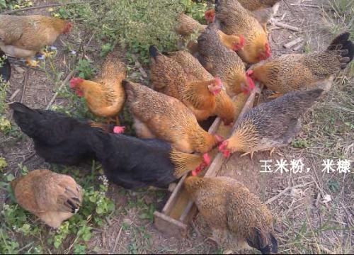 乐安县土鸡疫苗程序袁州区珍珠鸡养殖技术