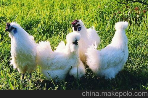 瑞金土鸡苗格鄱阳县珍珠鸡怎么分公母