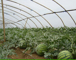 西瓜膜批发公司-想买销量好的西瓜膜，就到