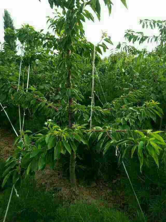 广东潮州烟富3苹果苗价格 广东潮州烟富3苹果苗价格