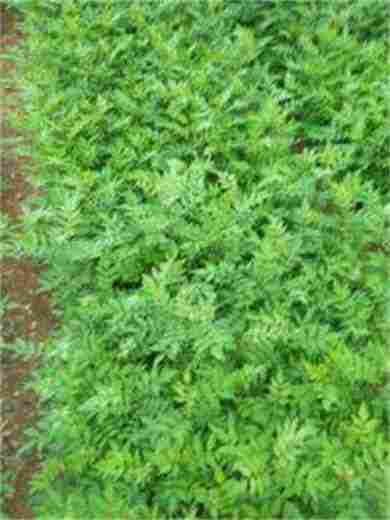 河北晋州嫁接的苹果苗栽植时间