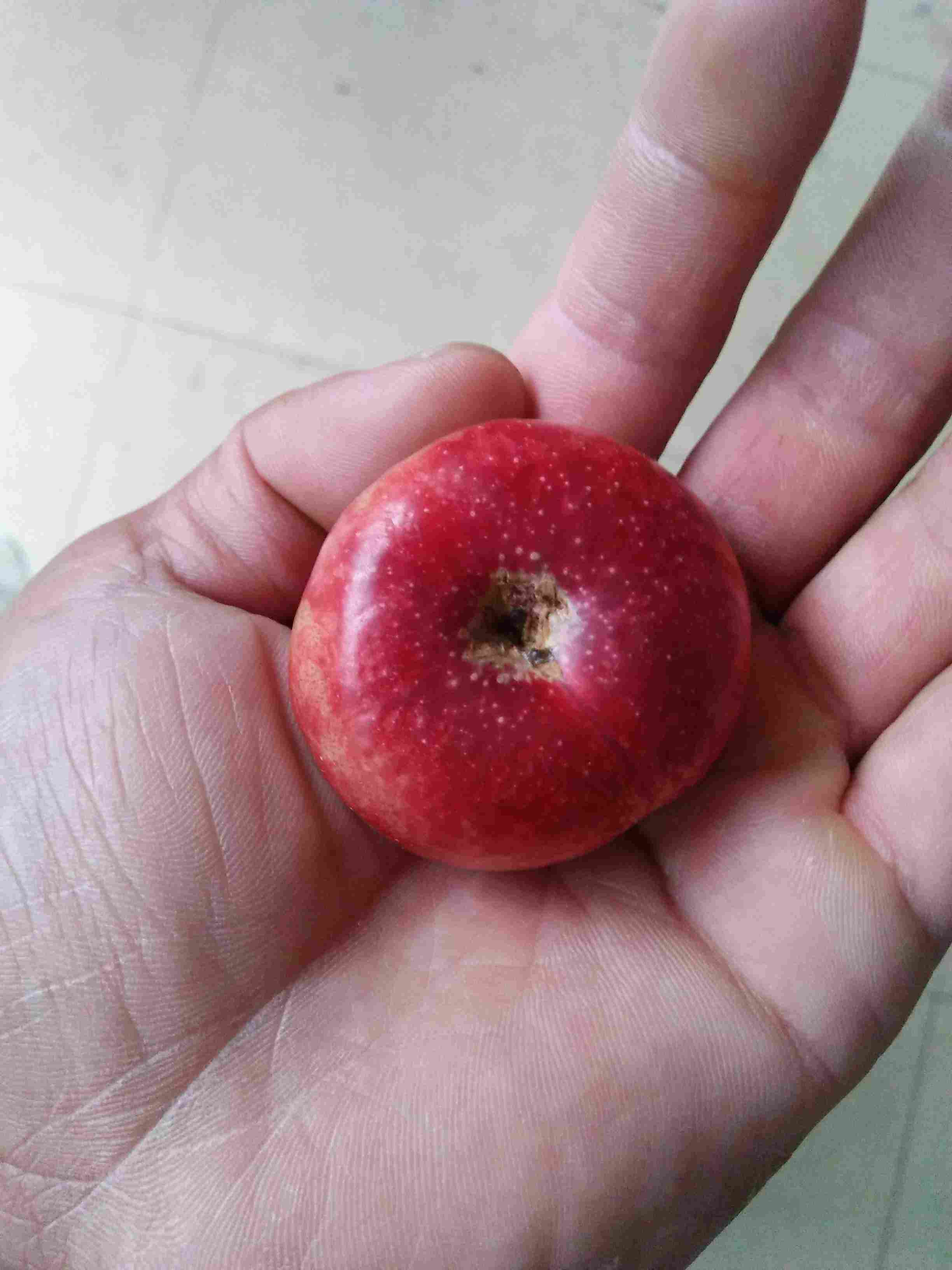 河北晋州嫁接的苹果苗栽植时间