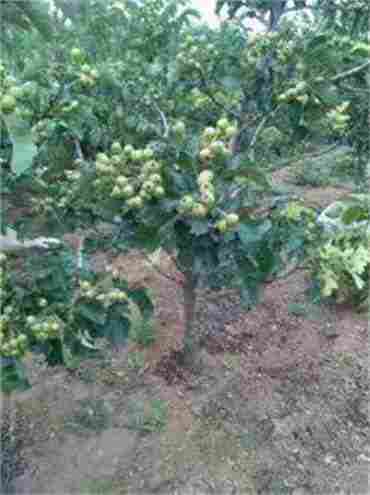 河北晋州嫁接的苹果苗栽植时间