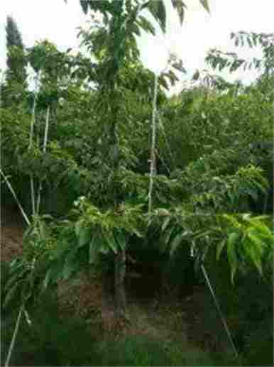 河北迁安红肉苹果树苗价格