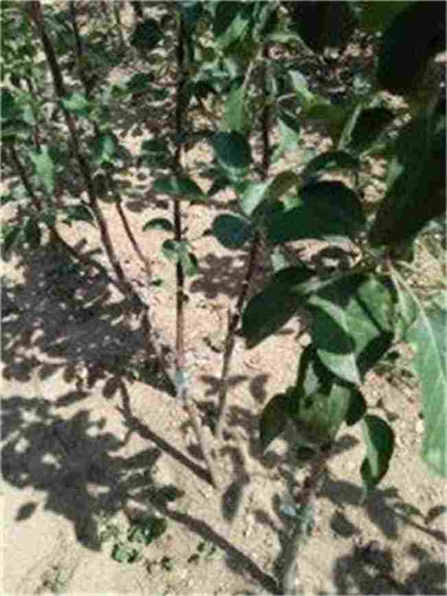 河南郑州红富士苹果苗种植 河南郑州红富士苹果苗种植