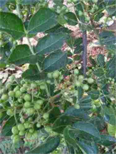 广东潮州烟富3苹果苗价格 广东潮州烟富3苹果苗价格