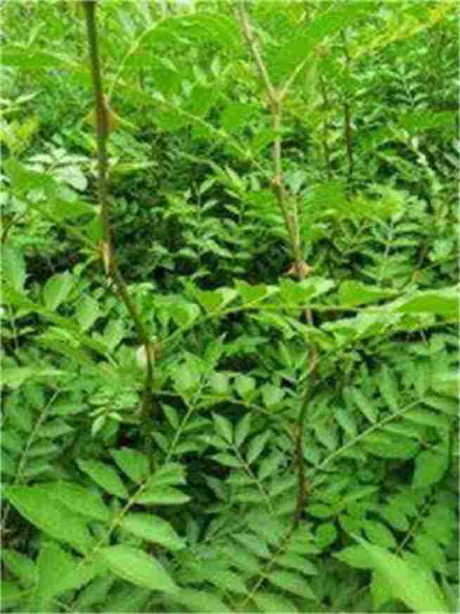 河北晋州嫁接的苹果苗栽植时间