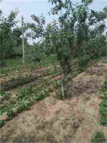 河北晋州嫁接的苹果苗栽植时间