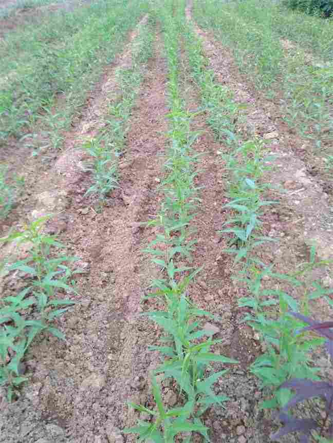 天津烟富8苹果苗栽植时间 天津烟富8苹果苗栽植时间