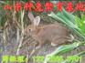 杂交野兔价位 山东种兔繁育基地