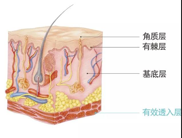 经皮给药21年品牌厂家  离子导入  定向透药