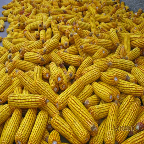 批发供应食品级玉米淀粉  玉米淀粉食品级  玉米淀粉价格  玉米淀粉含量