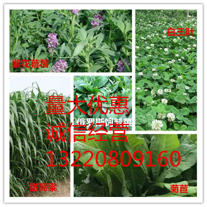 牧草种子怎么选择?