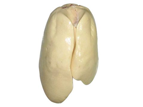 进口法式鹅肥肝|高品质鹅肥肝供销