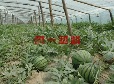 西瓜专用双防膜厂家|好的西瓜专用双防膜鲁