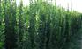 北海道黄杨批发价格|晨鸣花卉苗木专注北海