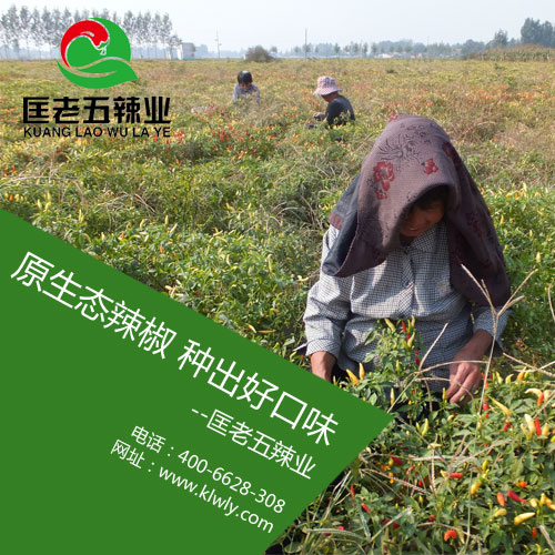 干辣椒干制技艺之误区避免－匡老五辣业