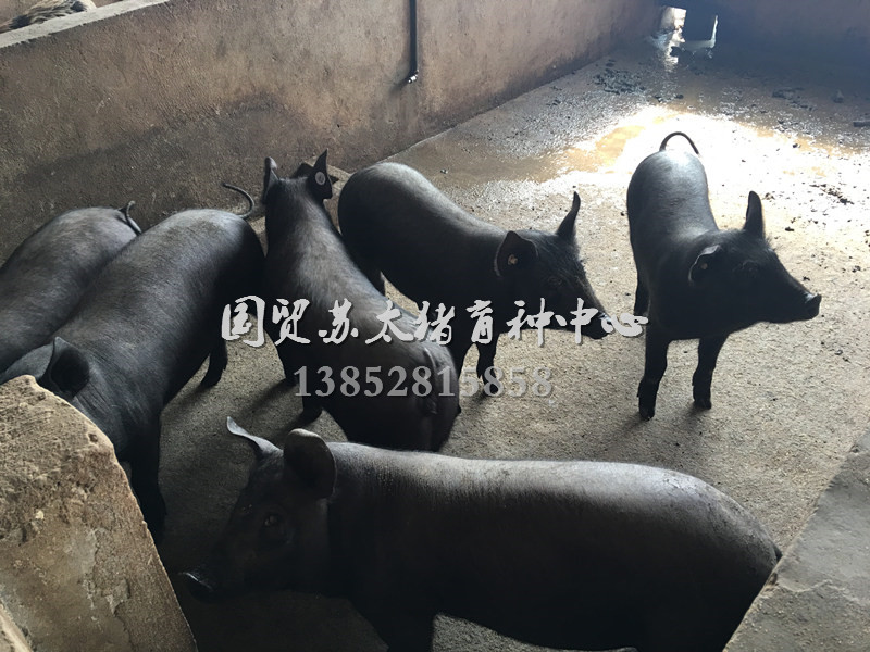 沙乌头猪品种来源与变化