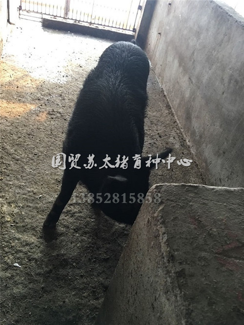沙乌头猪品种来源与变化