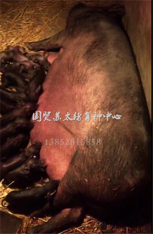沙乌头猪品种来源与变化