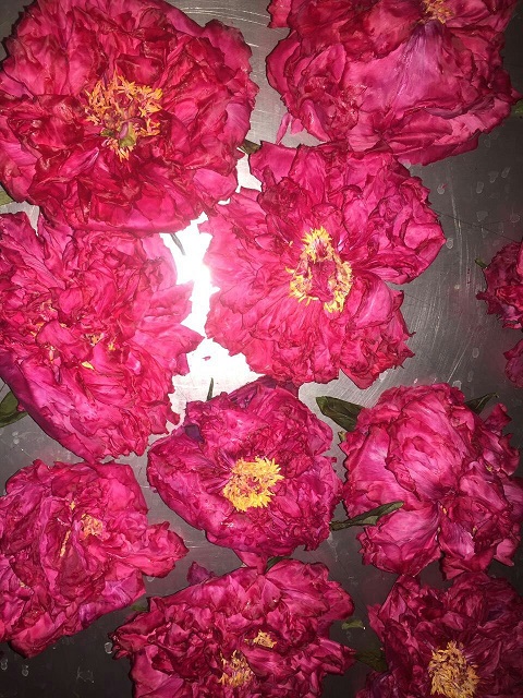 花茶真空冻干机  玫瑰花茶真空冻干机  柠檬片真空冻干机  牡丹花茶真空冻干机